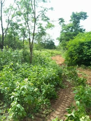 Finca en Santa Ana. Ref: 1689 - Image 10